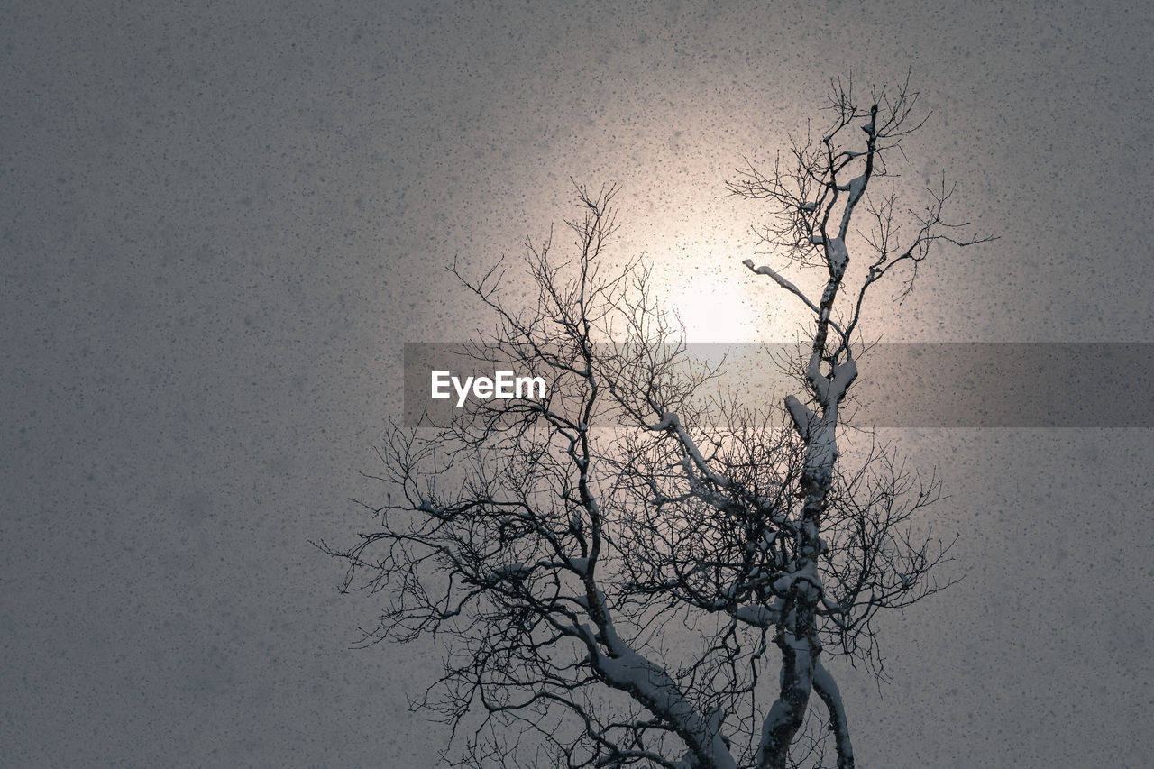 Low angle view of silhouette bare tree against sky