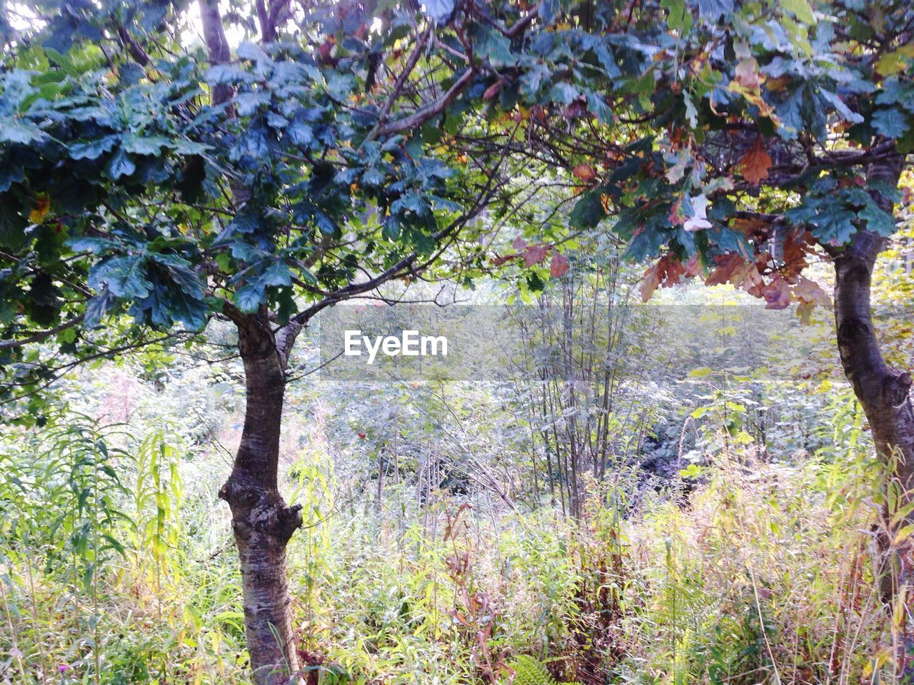 VIEW OF TREES GROWING IN FOREST