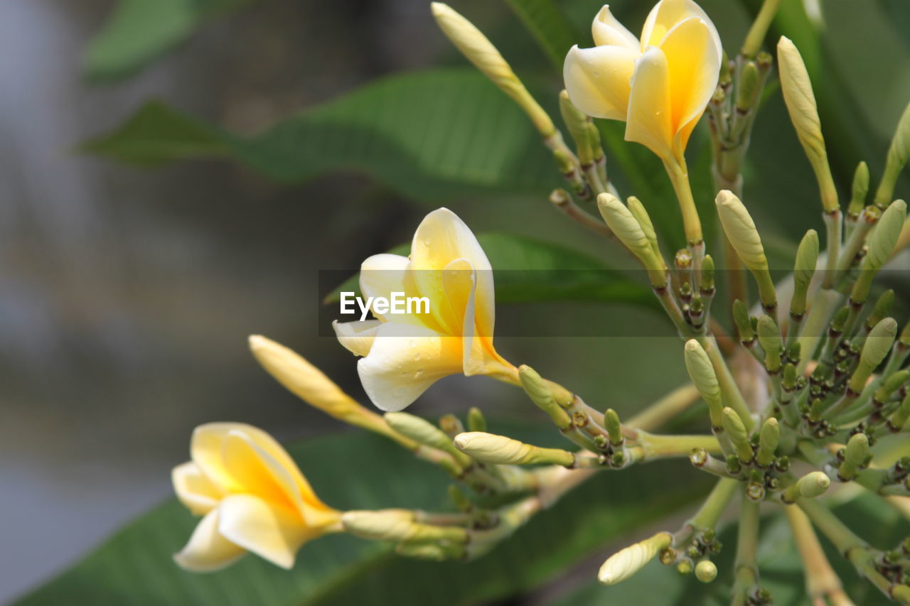 Close-up of yellow flowering plant