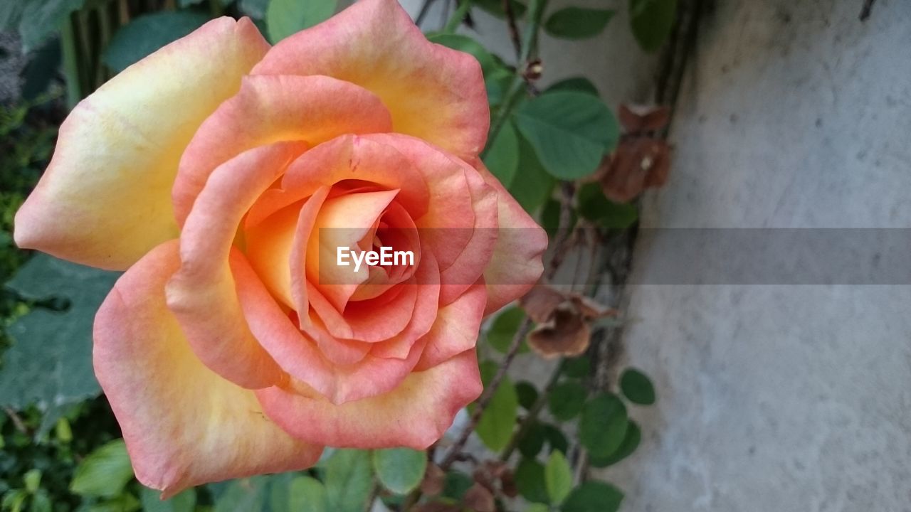 CLOSE-UP OF ROSES BLOOMING OUTDOORS