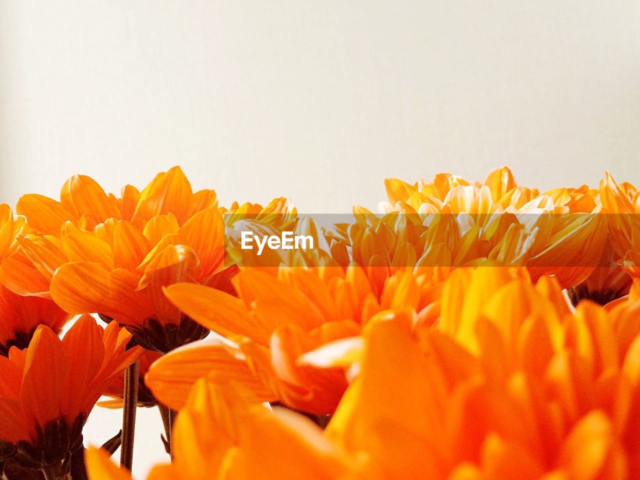 Close-up of flowers over white background