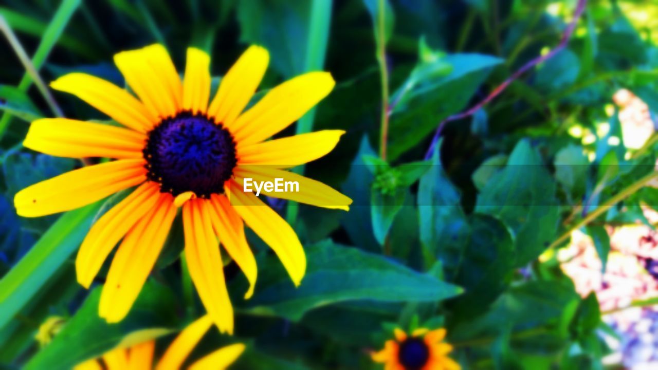 CLOSE-UP OF YELLOW FLOWERS