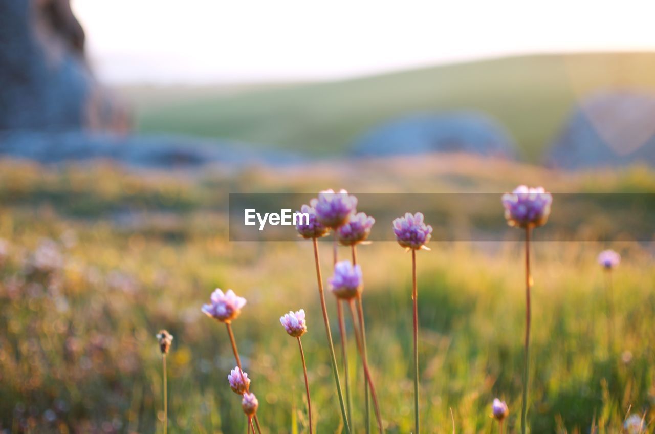 CLOSE-UP OF PURPLE FLOWER ON FIELD