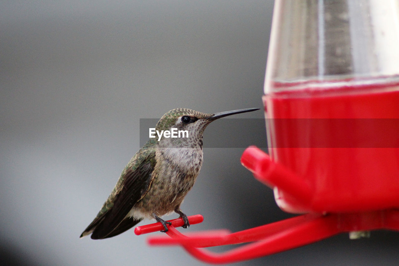 Close-up of hummingbird perching on feeder