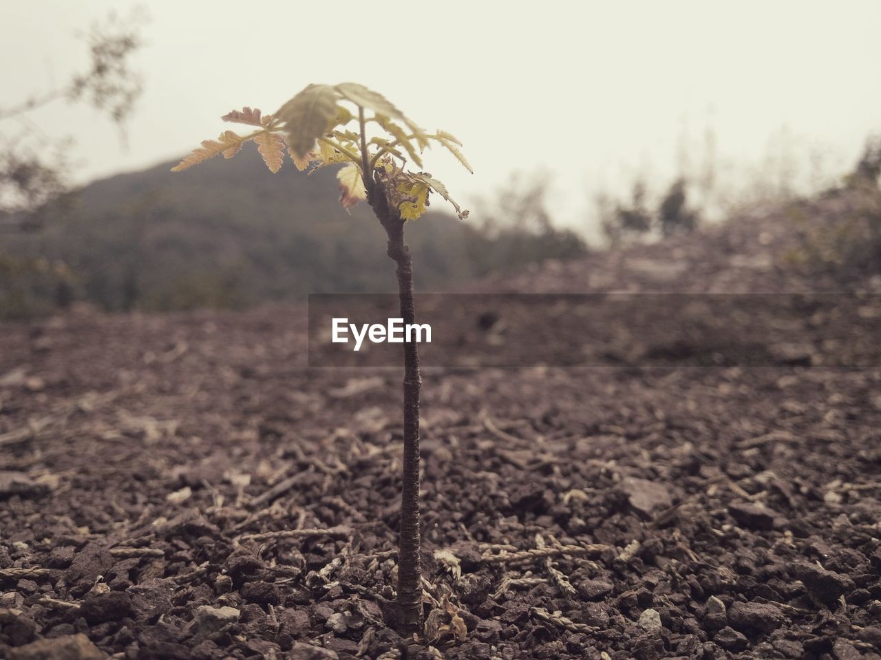 CLOSE-UP OF PLANT GROWING IN FIELD