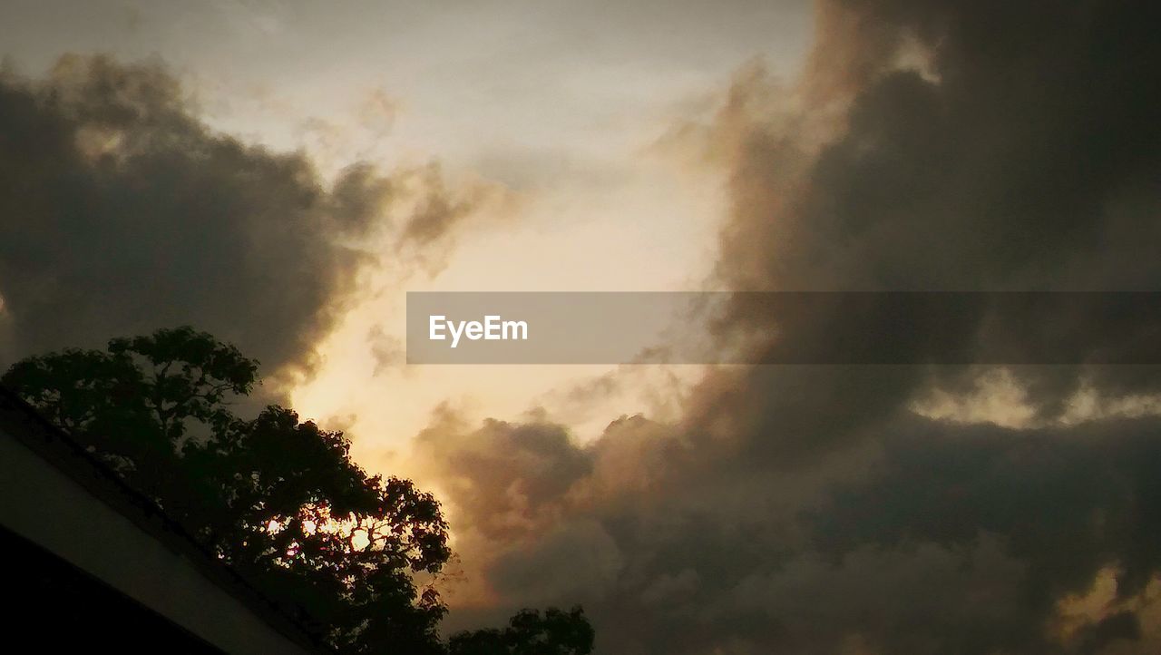 LOW ANGLE VIEW OF TREE AGAINST SKY