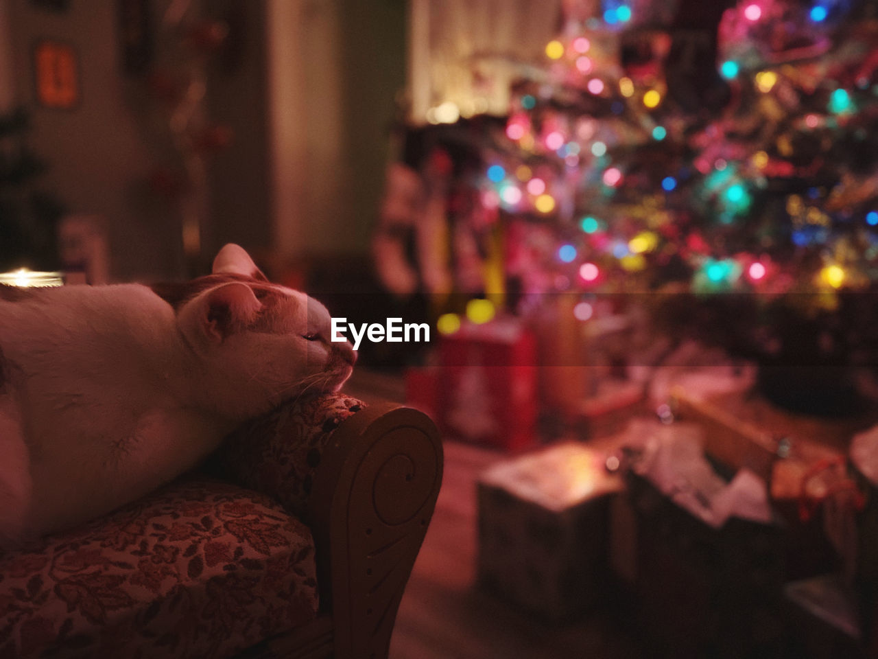 Close up of a sleeping cat enjoying the  quiet christmas night as illuminating lights sparkle.