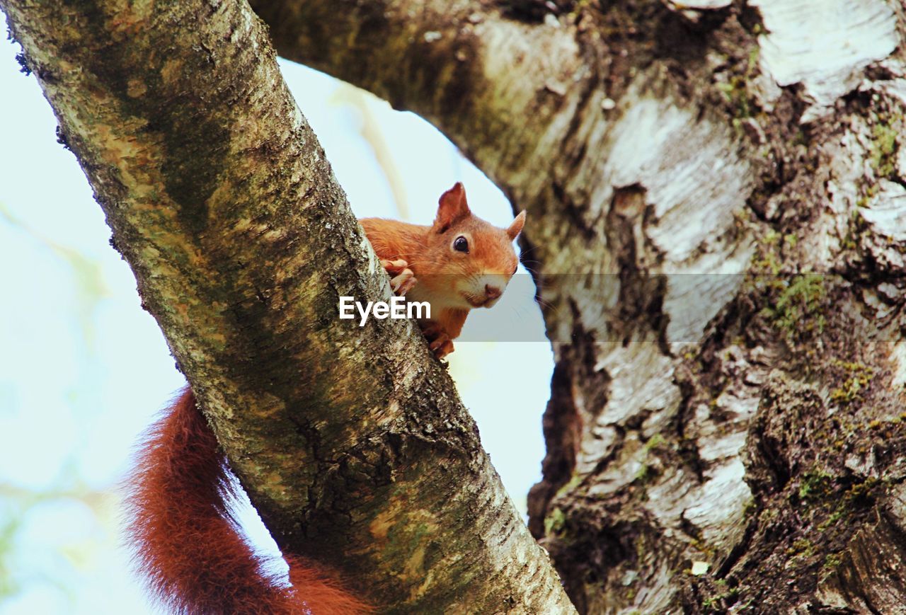 SQUIRREL ON TREE