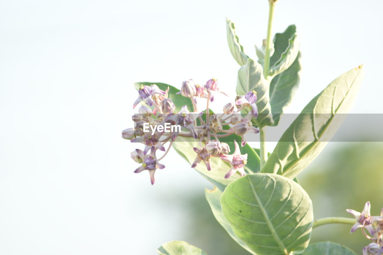 plant, flower, plant part, leaf, flowering plant, nature, beauty in nature, blossom, branch, freshness, growth, no people, green, springtime, close-up, copy space, tree, food and drink, fragility, outdoors, food, produce, lilac, flower head, botany, studio shot, shrub, environment, pink, white background