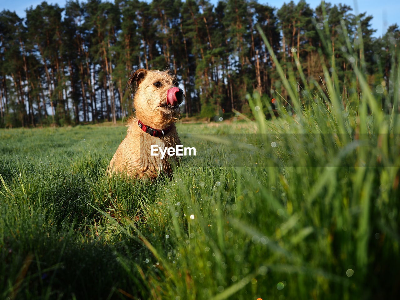 plant, grass, one animal, animal themes, animal, mammal, dog, canine, pet, domestic animals, lawn, flower, nature, meadow, green, sticking out tongue, no people, facial expression, field, tree, land, growth, carnivore, sky, day, outdoors, mouth open, selective focus, portrait, looking, plain, prairie, beauty in nature