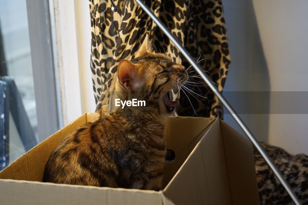 Cat yawning in cardboard box
