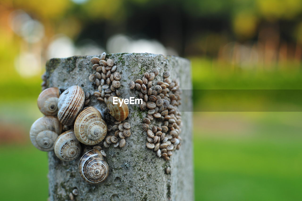 CLOSE-UP OF SNAIL ON THE GROUND