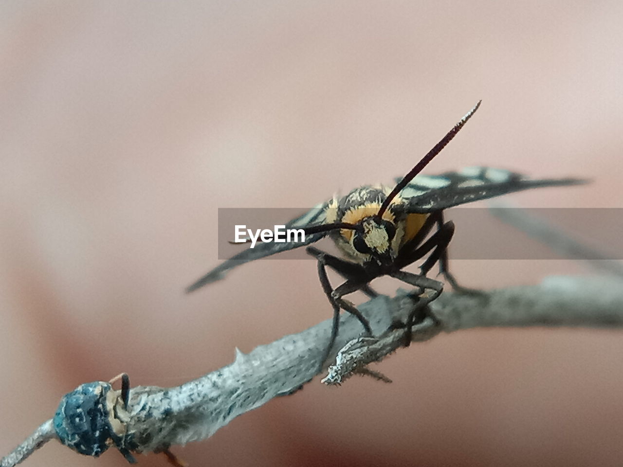 Close-up of fly