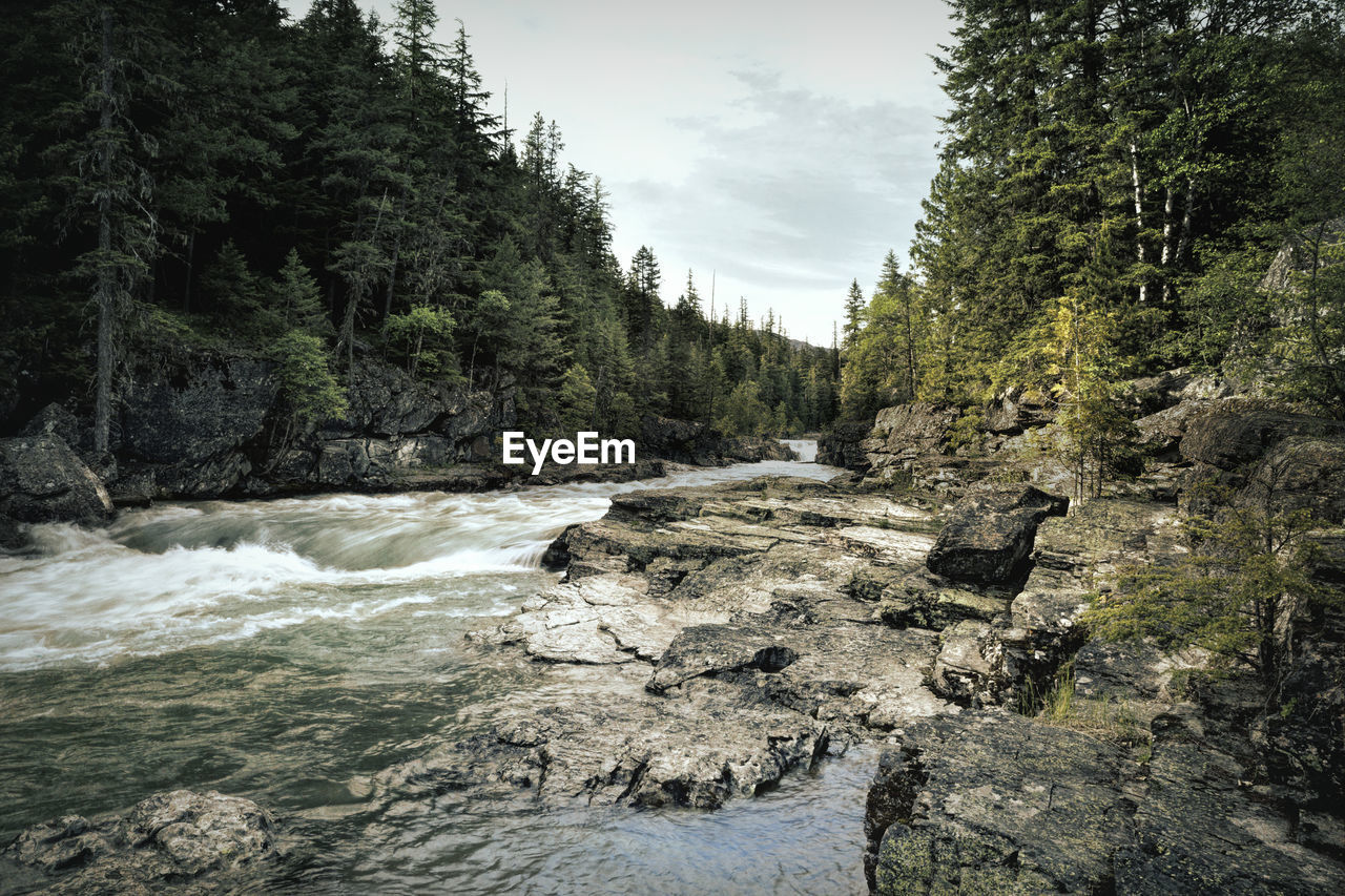 scenic view of river amidst trees against sky