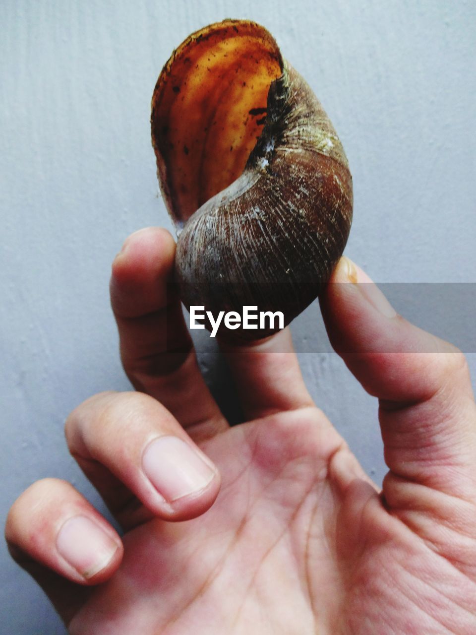 CLOSE-UP OF SNAIL ON HUMAN HAND
