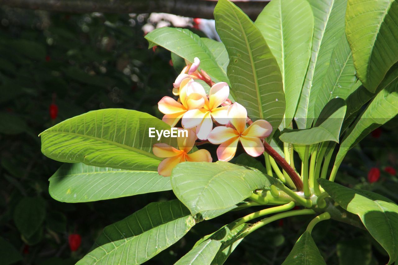 CLOSE-UP OF PLANT GROWING ON PLANT