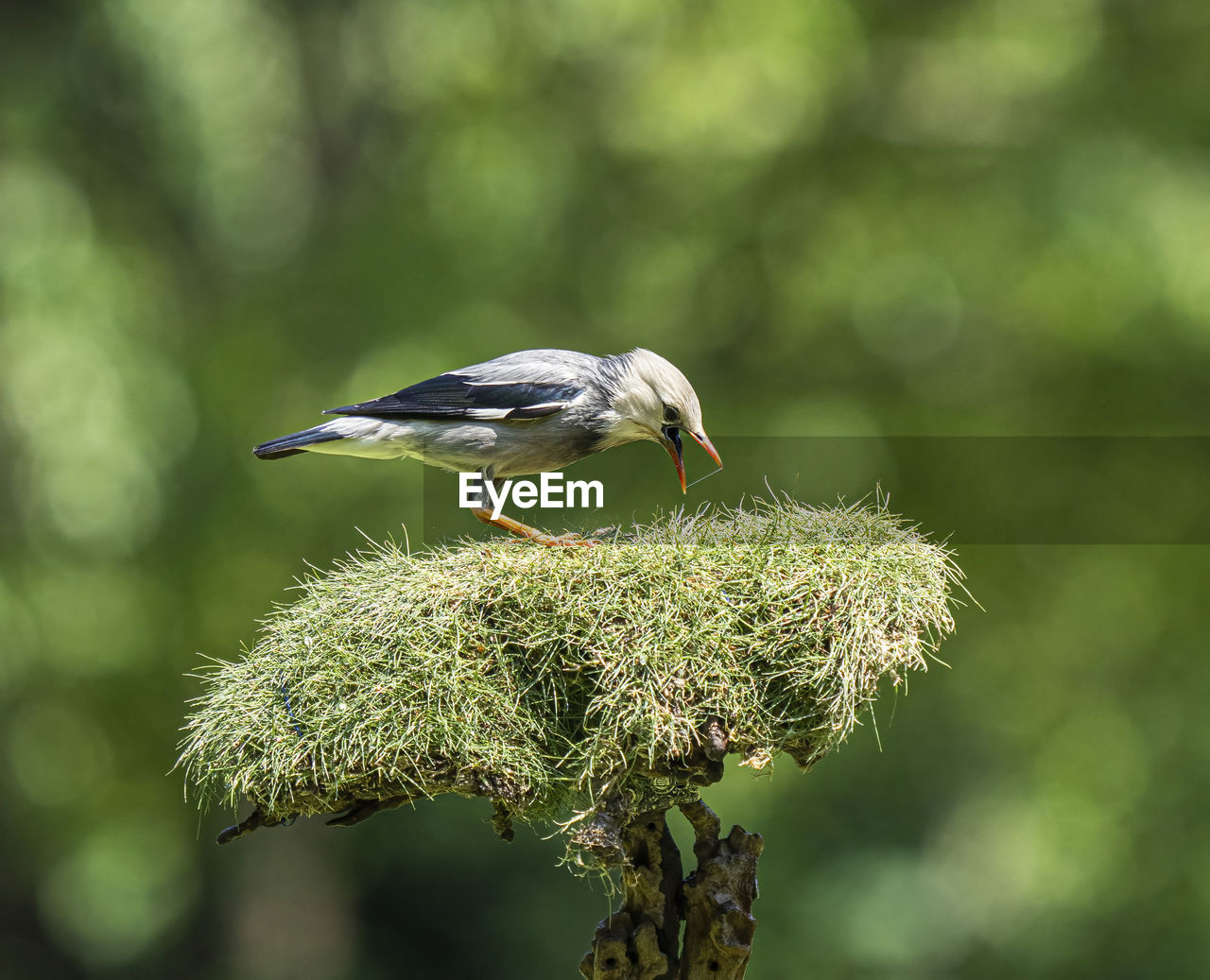 animal themes, animal, animal wildlife, bird, nature, wildlife, one animal, plant, focus on foreground, perching, branch, green background, green, tree, beauty in nature, close-up, no people, environment, insect, colored background, outdoors, full length, sunbeam, side view, beak, multi colored, springtime, songbird, food, selective focus, day, macro photography, outdoor pursuit, food and drink, eating, sunlight, portrait, landscape, flower, sunny, animal body part, copy space, forest, cut out, pattern, meadow, land, plain