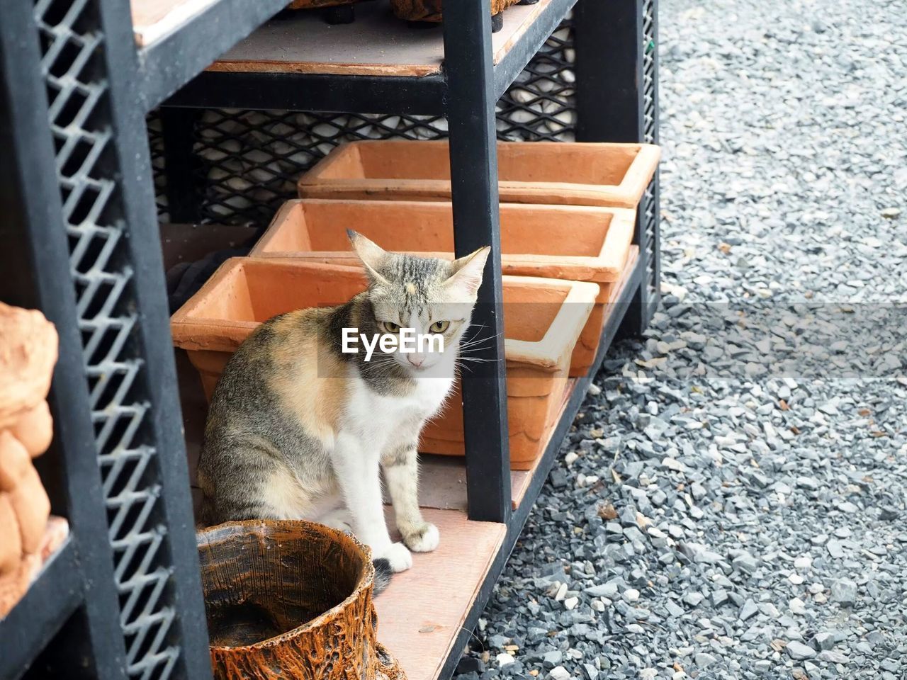 HIGH ANGLE VIEW PORTRAIT OF CAT SITTING ON FLOOR AT PARK