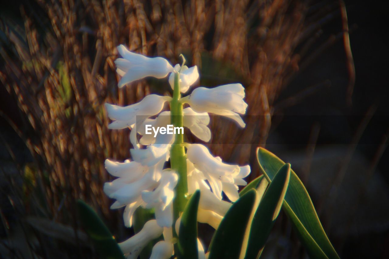 CLOSE-UP OF FLOWERS GROWING OUTDOORS