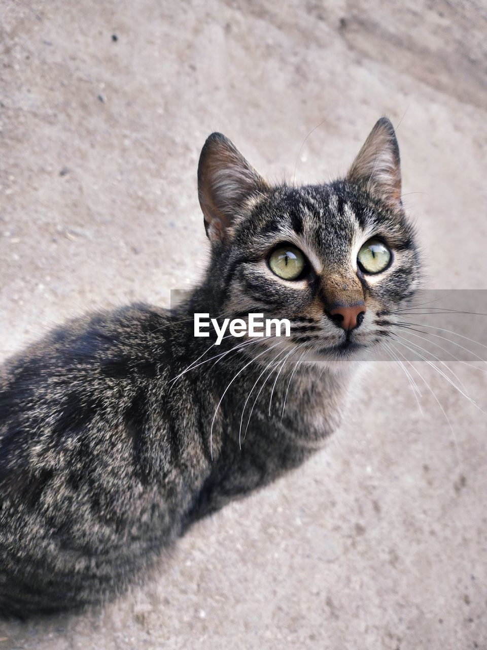 CLOSE-UP PORTRAIT OF A CAT