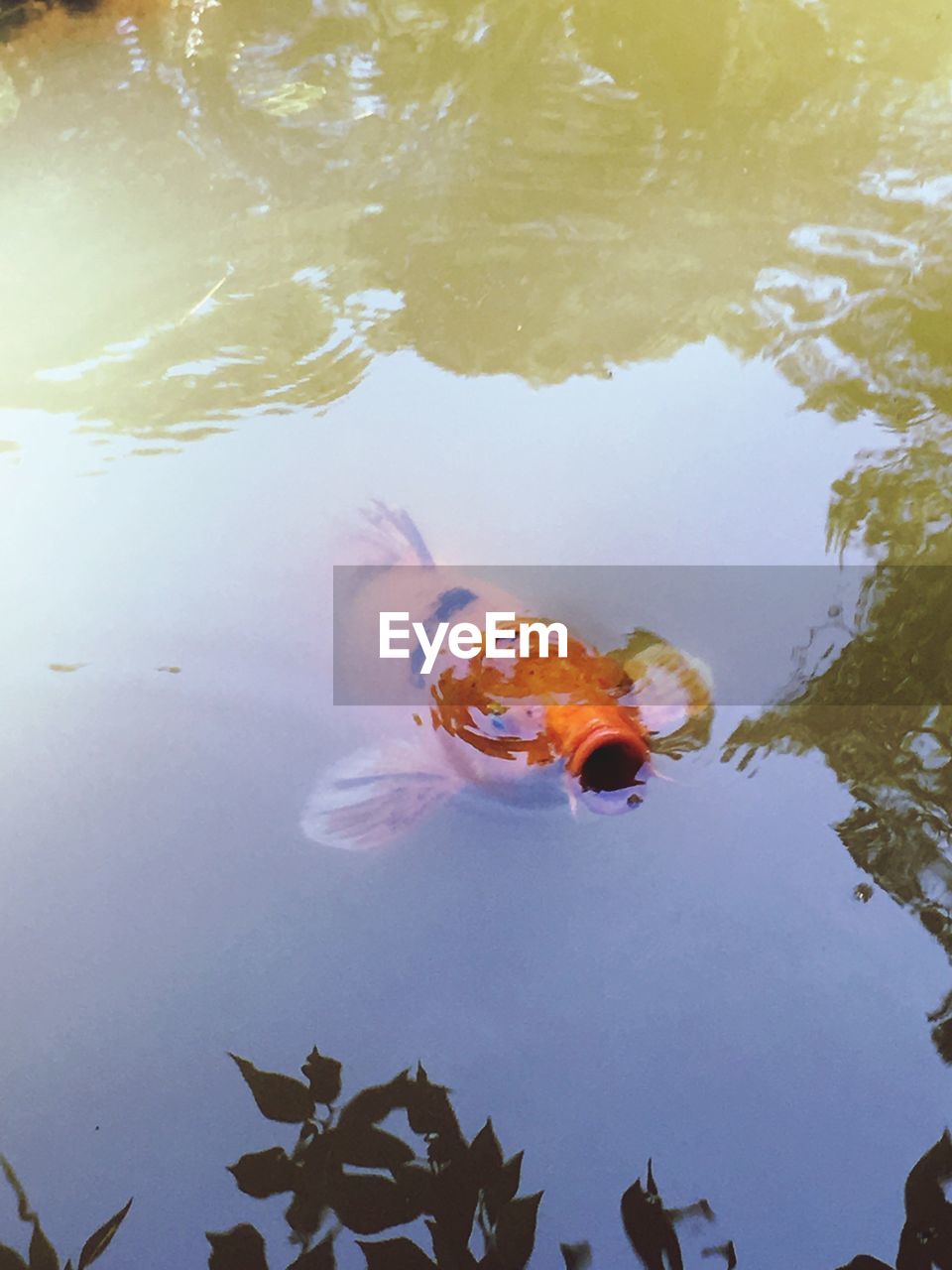 HIGH ANGLE VIEW OF FISH UNDERWATER