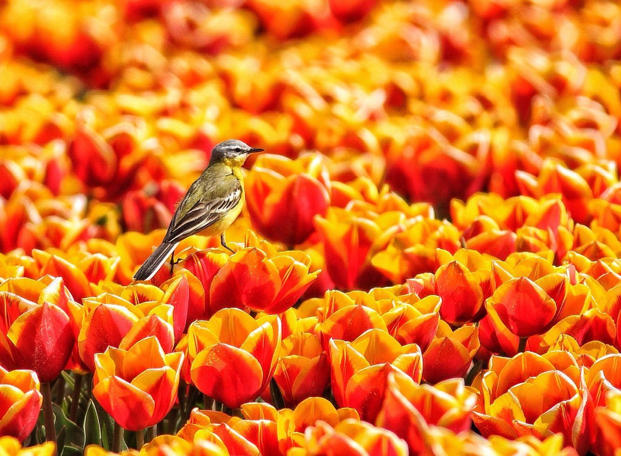 Western yellow wagtail on orange tulips during sunny day