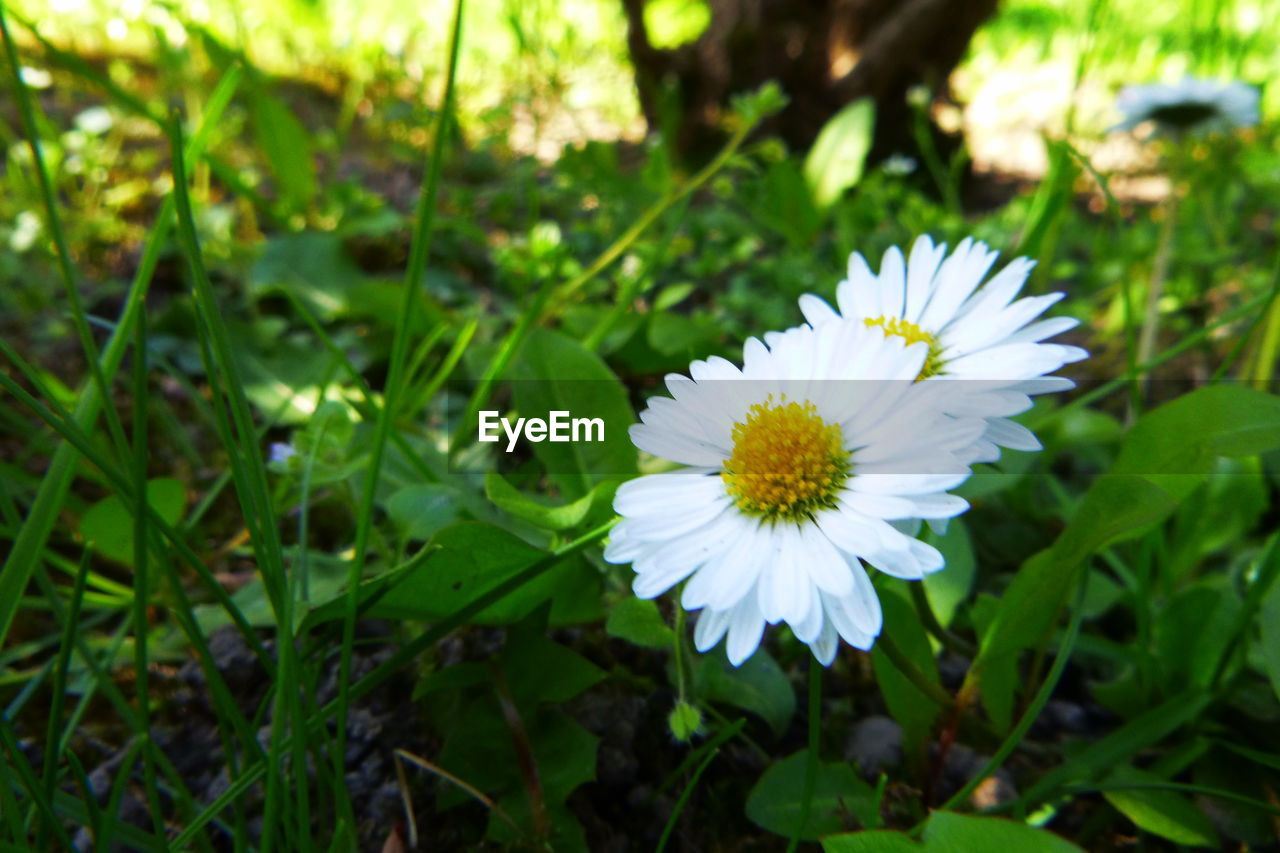 CLOSE-UP OF WHITE DAISY FLOWERS ON FIELD