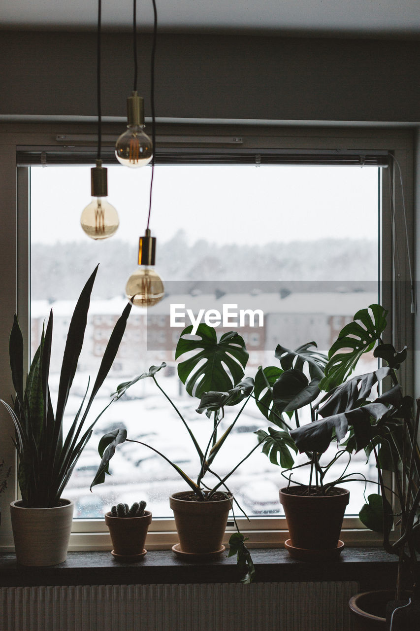 Potted plants on windowsill