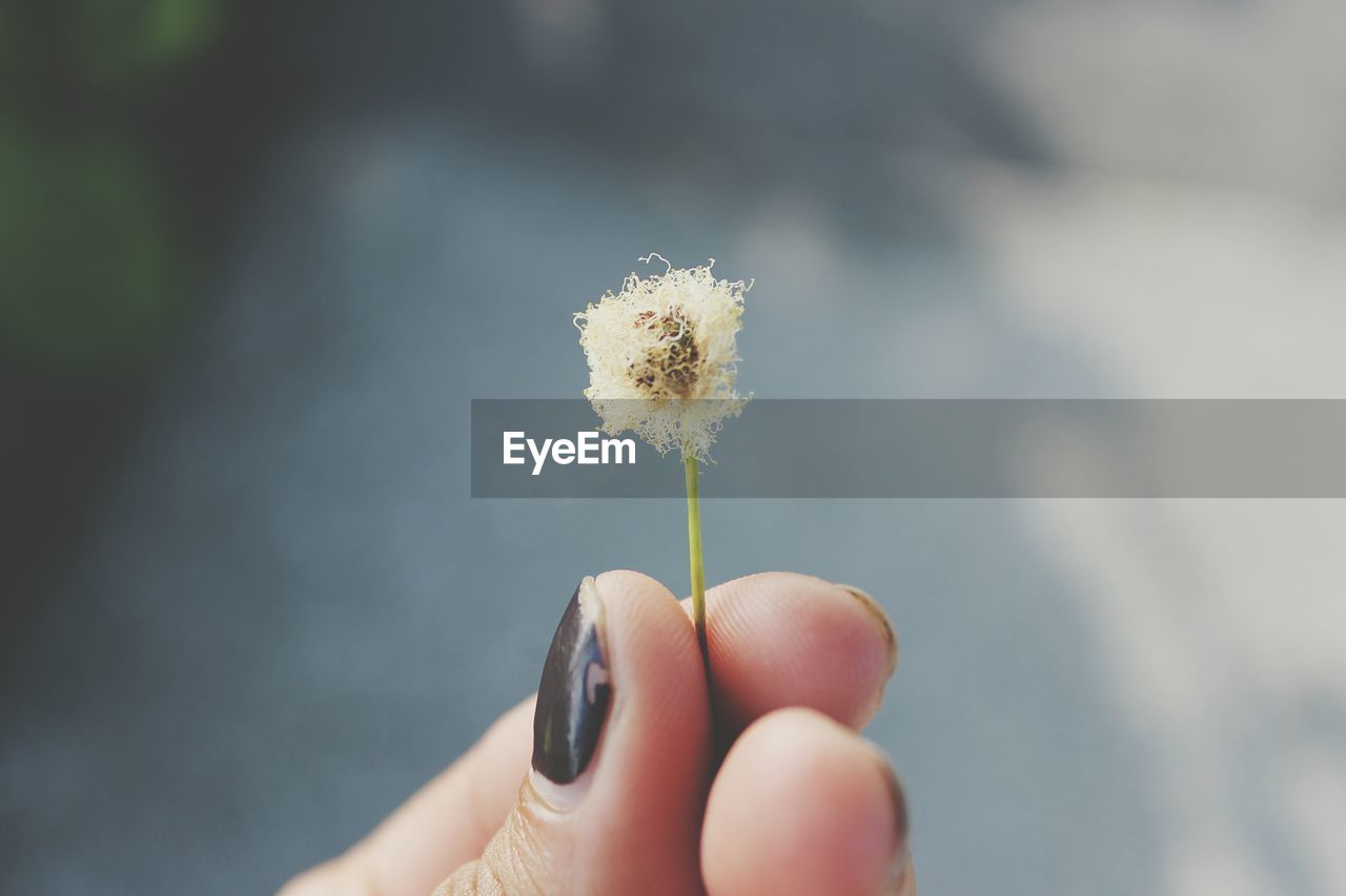 Close-up of dandelion flower