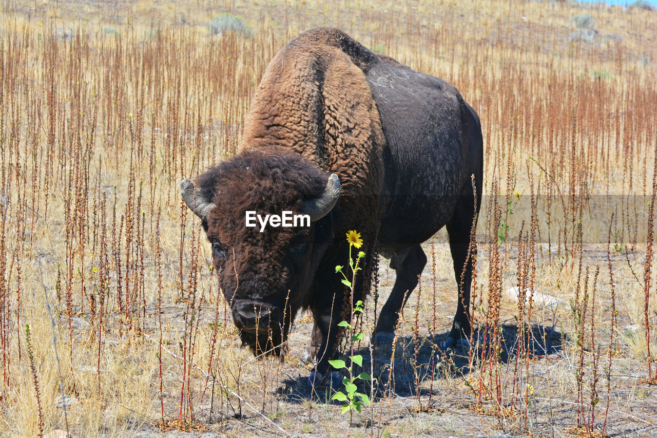 American bison on field