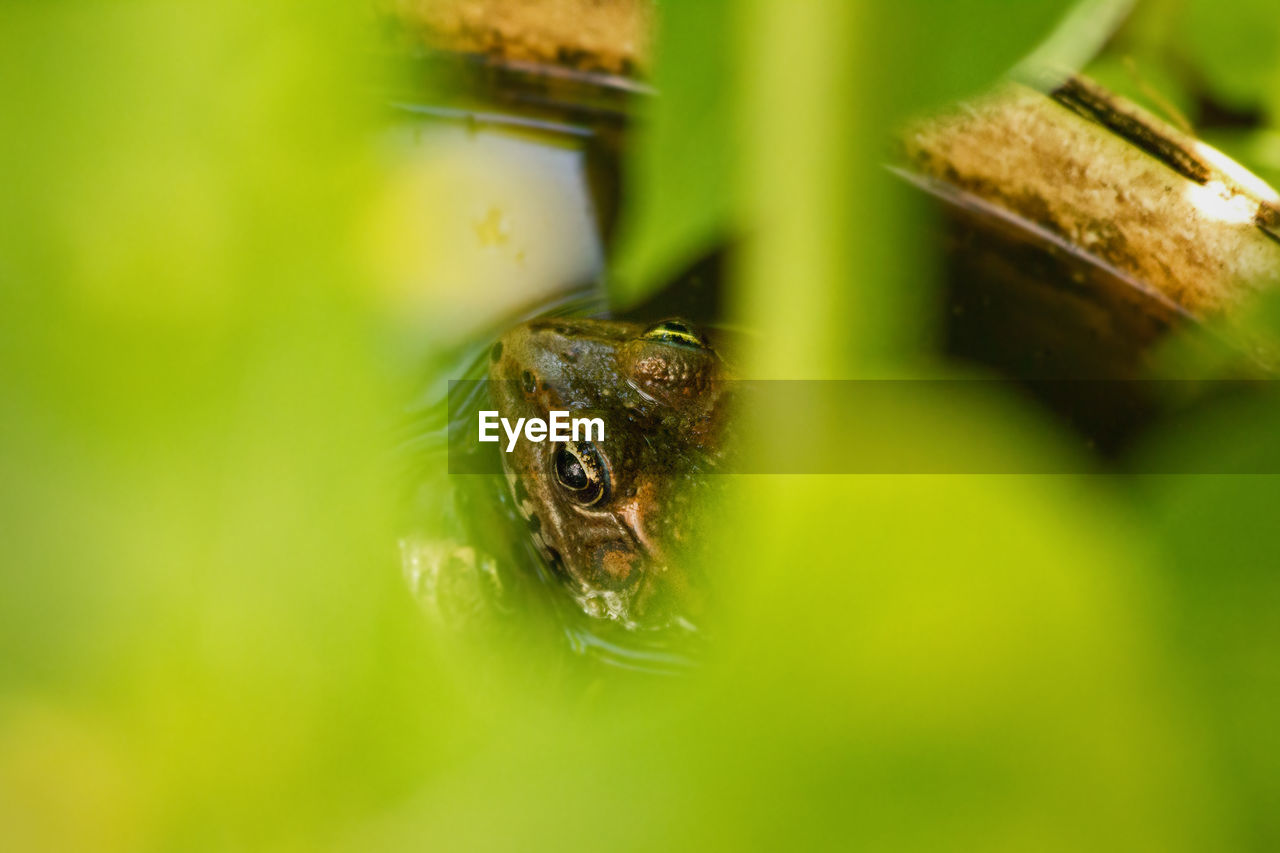 CLOSE-UP OF GREEN FROG ON LEAF