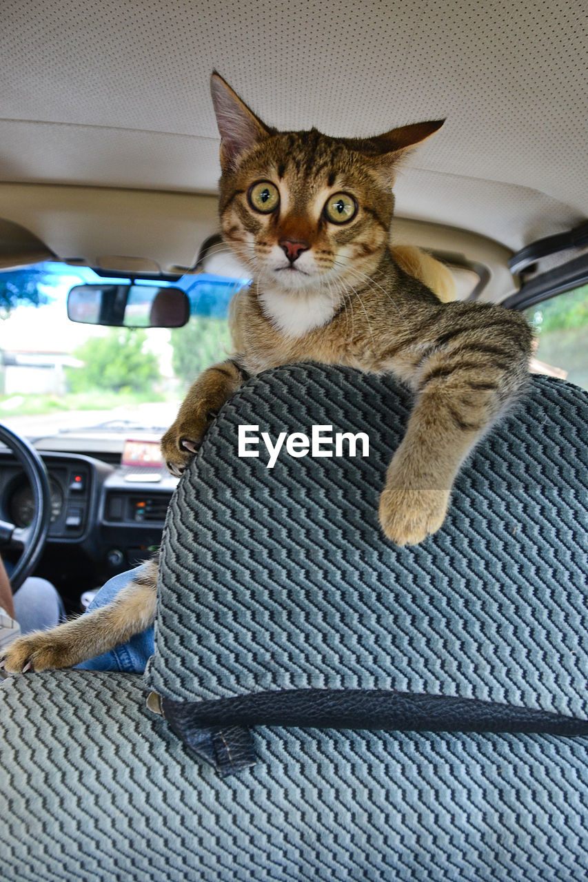 Portrait of cat in car