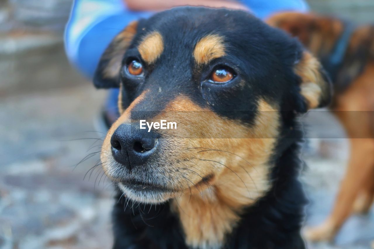 Close-up of dog looking away