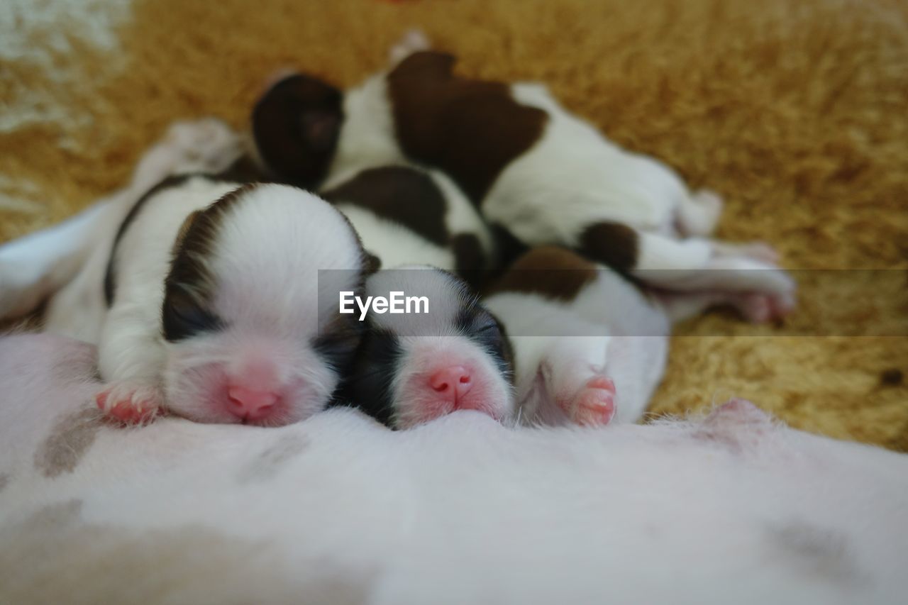 Small puppies sleeping on mother's abdomen