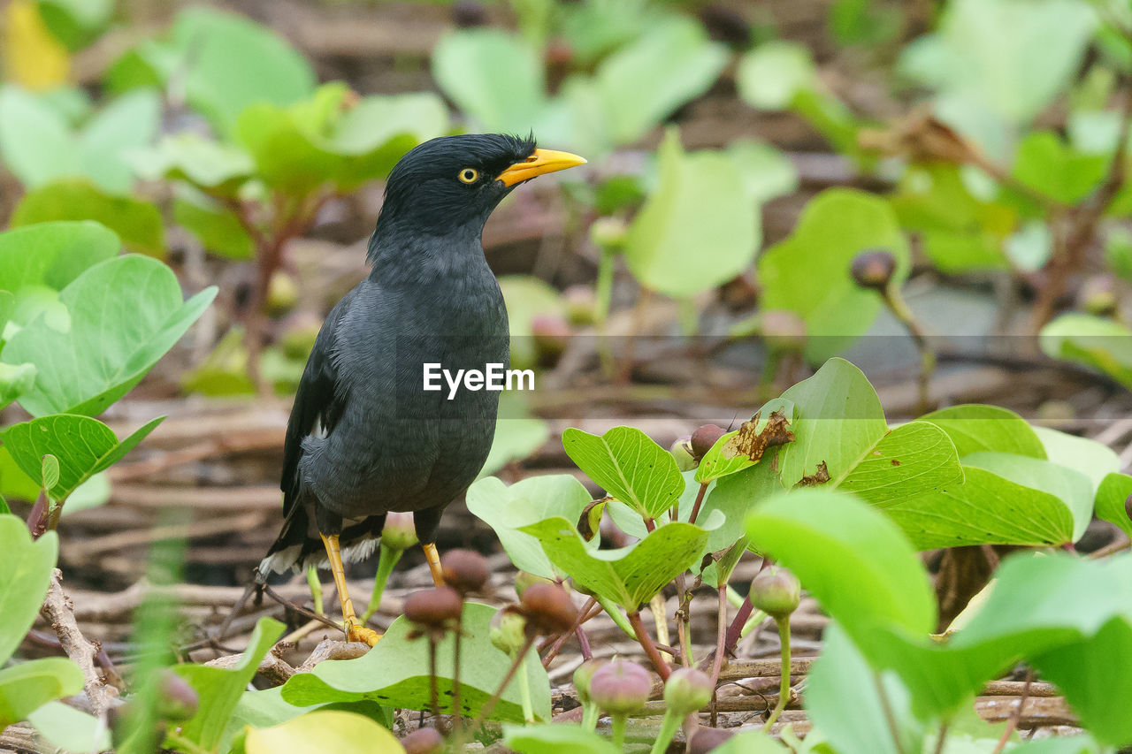 BLACK BIRD PERCHING ON A PLANT