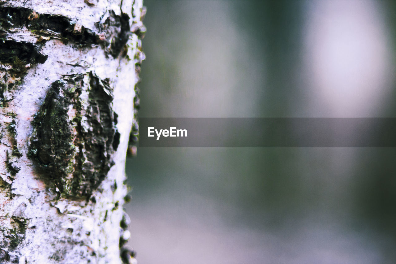 CLOSE-UP OF WATER ON TREE