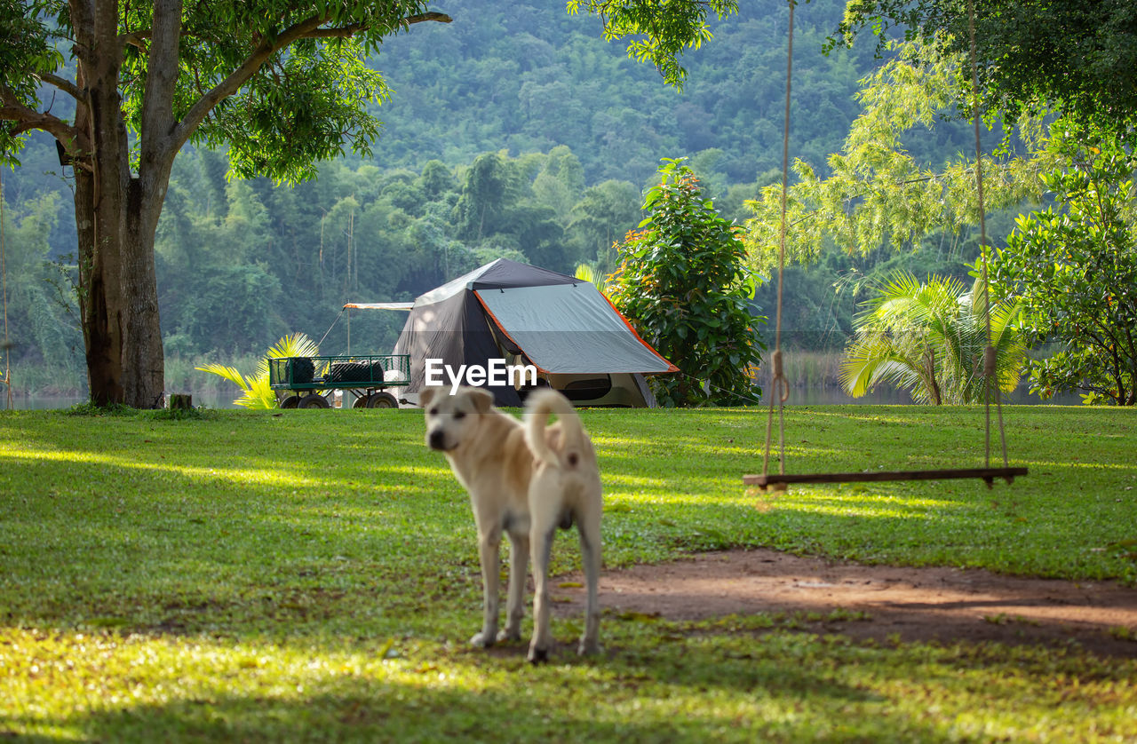 VIEW OF A HORSE ON LANDSCAPE