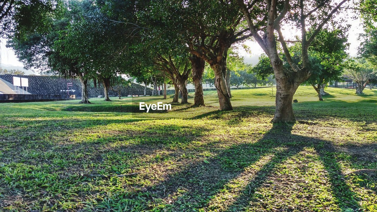 TREES AND GRASS IN SUNLIGHT