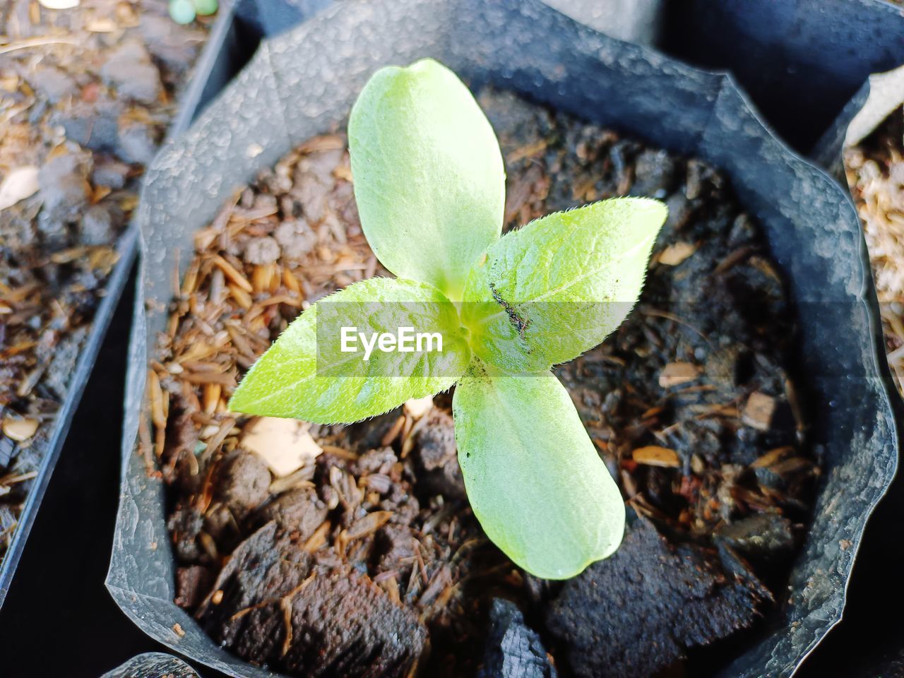 leaf, plant part, nature, plant, soil, growth, flower, no people, high angle view, potted plant, food, beauty in nature, food and drink, beginnings, close-up, outdoors, seedling, green, sapling, day, dirt, freshness, houseplant