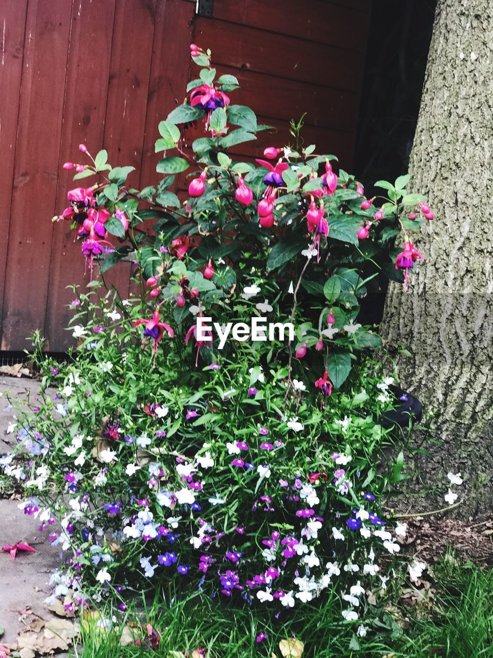 CLOSE-UP OF PINK FLOWERS BLOOMING