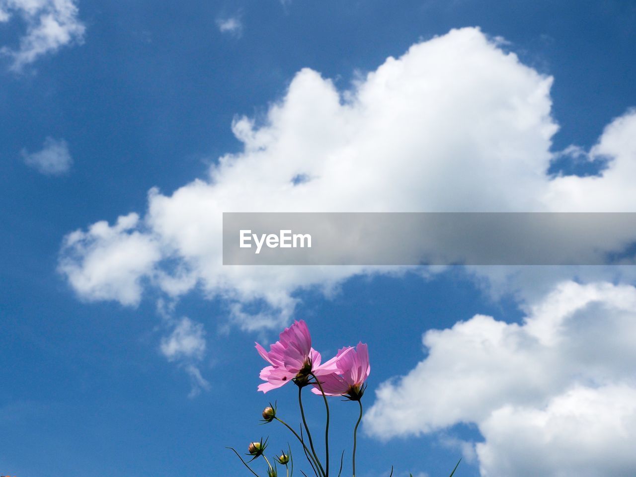 Low angle view of pink flowers against sky