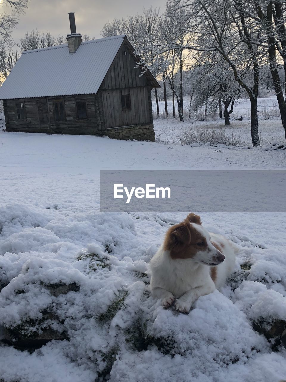 winter, snow, freezing, cold temperature, white, built structure, architecture, nature, no people, one animal, tree, mammal, animal, day, pet, domestic animals, animal themes, blizzard, building exterior, ice, dog, frozen, plant, house, outdoors, canine, winter storm