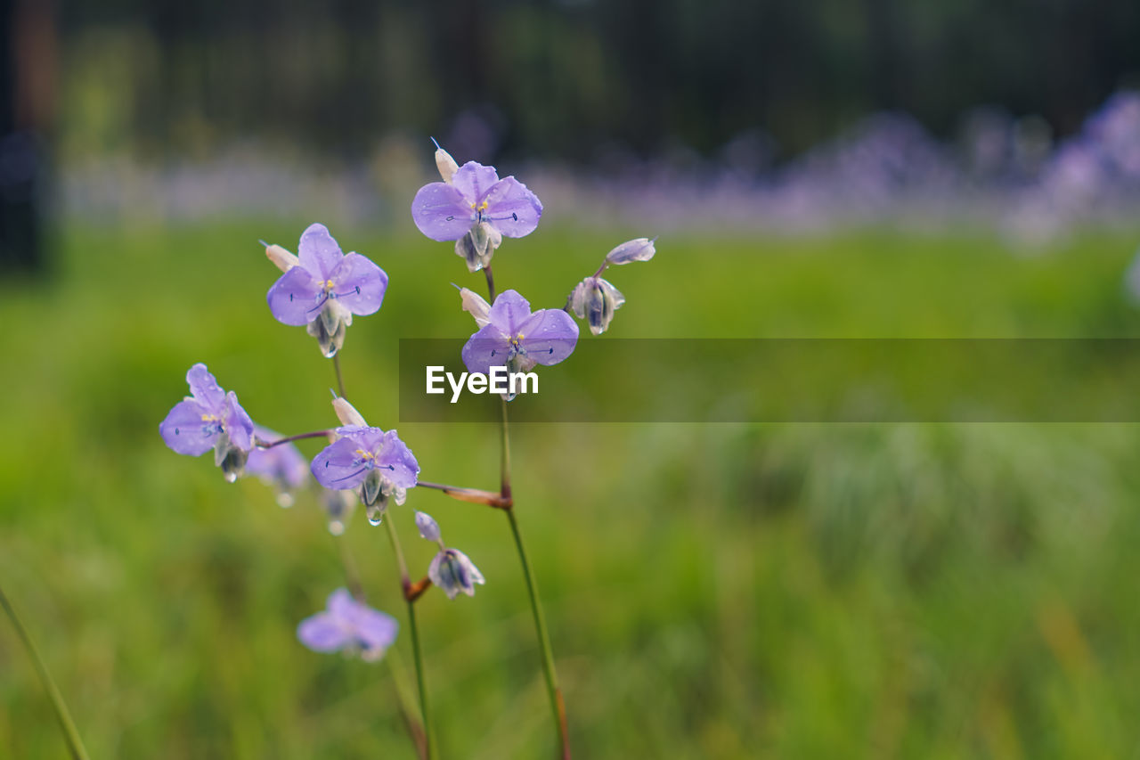 Close-up of purple flowering plant on field