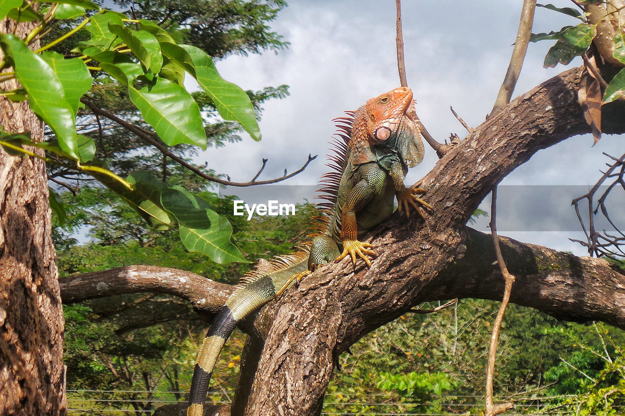 LOW ANGLE VIEW OF MONKEY ON TREE TRUNK