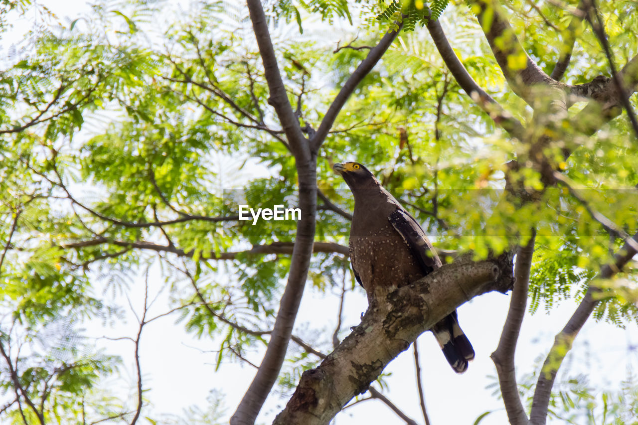 BIRD PERCHING ON A TREE