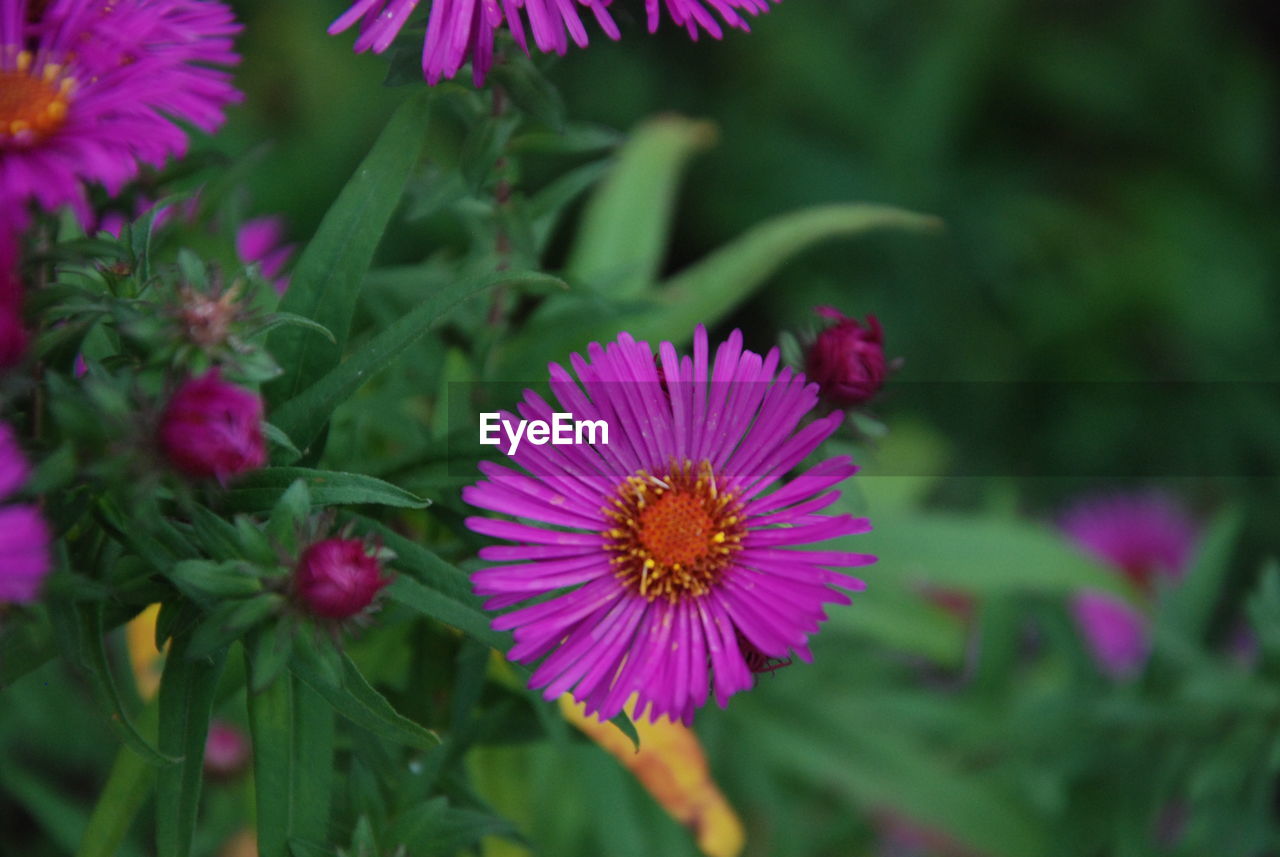 CLOSE-UP OF PINK FLOWERING PLANT AT PARK