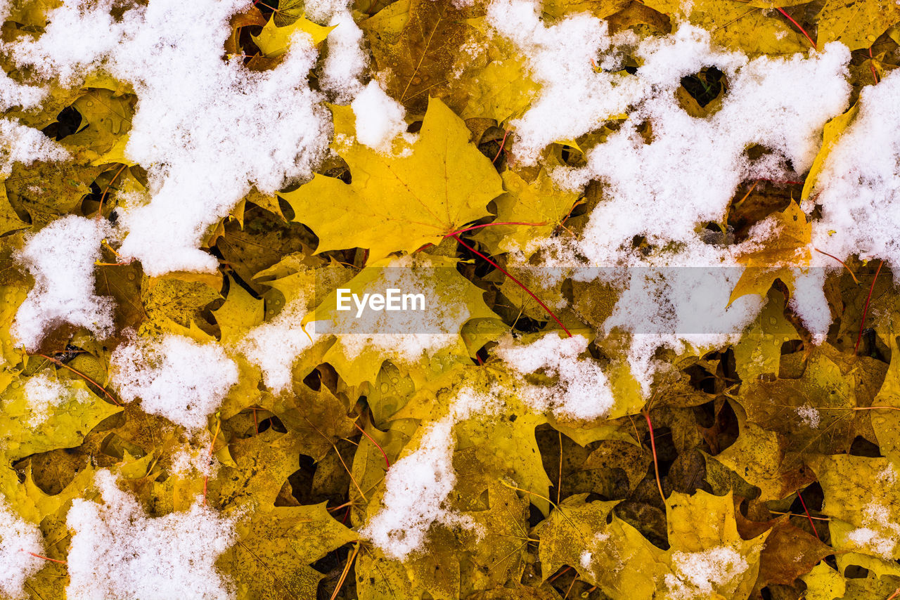 High angle view of snow on dry leaves