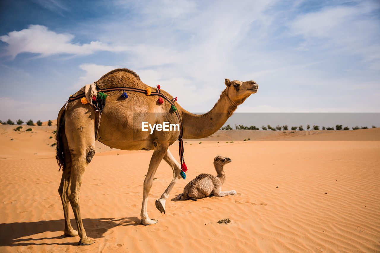 VIEW OF A HORSE ON DESERT