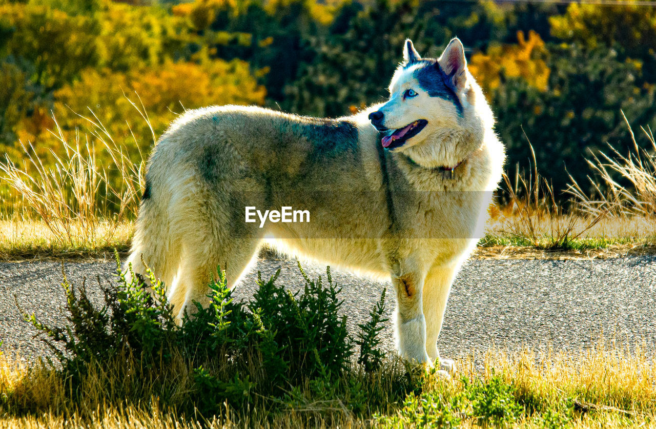 animal, animal themes, mammal, pet, one animal, dog, domestic animals, grass, plant, canine, nature, no people, sunlight, wolf, wolfdog, day, siberian husky, field, standing, outdoors, wildlife, land, carnivore, focus on foreground, looking, side view, green