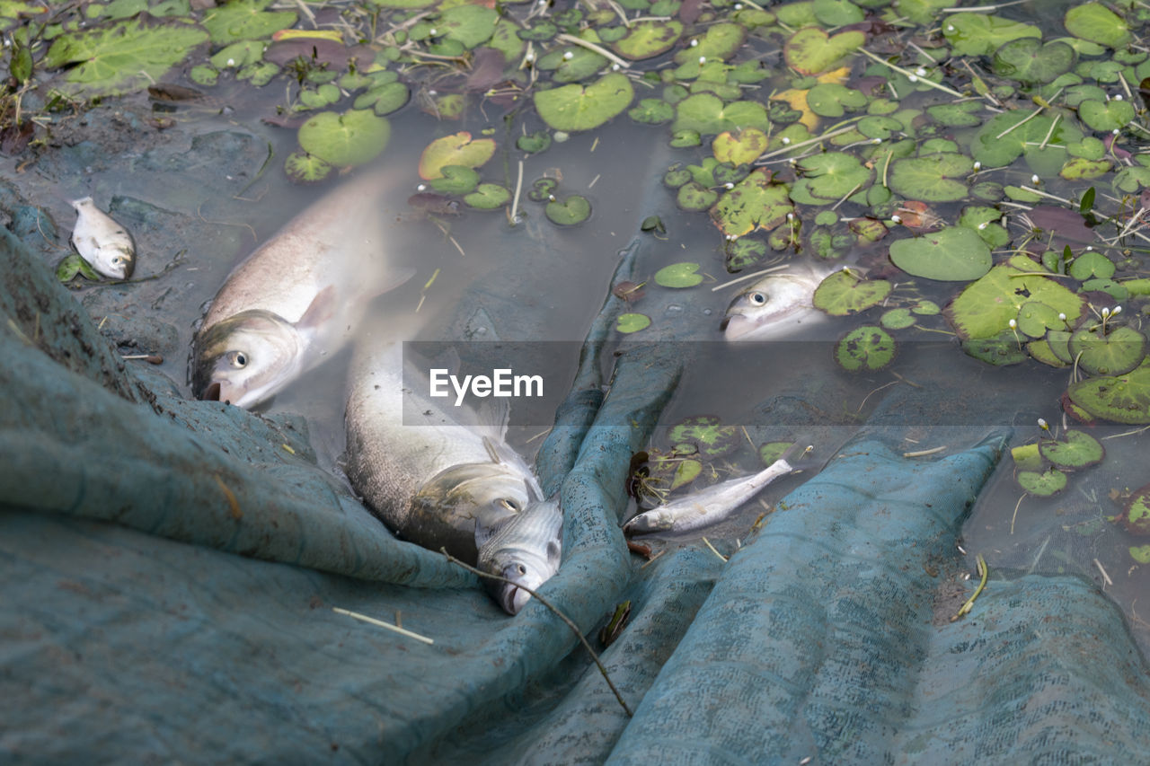 Pictures of some freshwater fish, caught in a fishing net by the lake